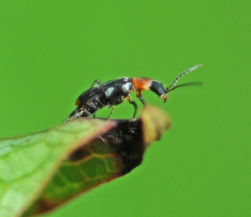 Attalus minimus